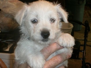 West Highland White Terrier Puppy for sale in WILLIAMSBURG, KY, USA