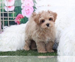 Dachshund Puppy for sale in MARIETTA, GA, USA