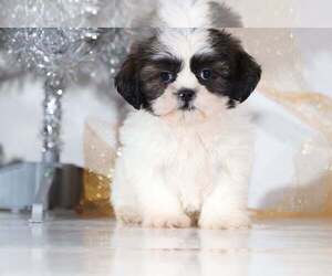 Medium Shih Apso