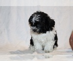 Small #14 ShihPoo