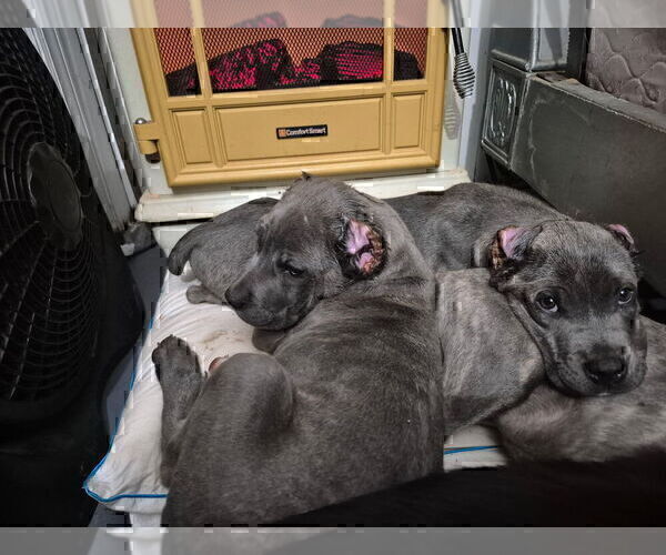 Medium Photo #6 Cane Corso Puppy For Sale in COLUMBIA, SC, USA
