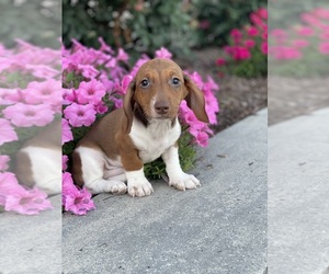 Dachshund Puppy for sale in CANOGA, NY, USA