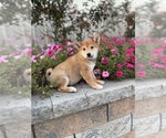 Small #1 Shiba Inu