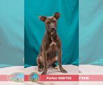 Small #1 Staffordshire Bull Terrier