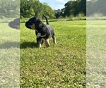 Small Photo #4 American Bully Puppy For Sale in PLAINFIELD, CT, USA