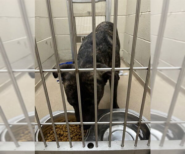 Medium Photo #1 American Pit Bull Terrier Puppy For Sale in Decatur, IL, USA
