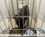 Small American Pit Bull Terrier