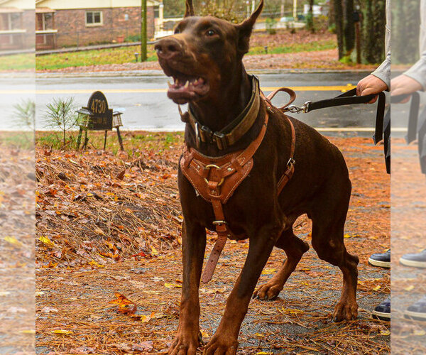 Medium Photo #57 Doberman Pinscher Puppy For Sale in FORT LAUDERDALE, FL, USA