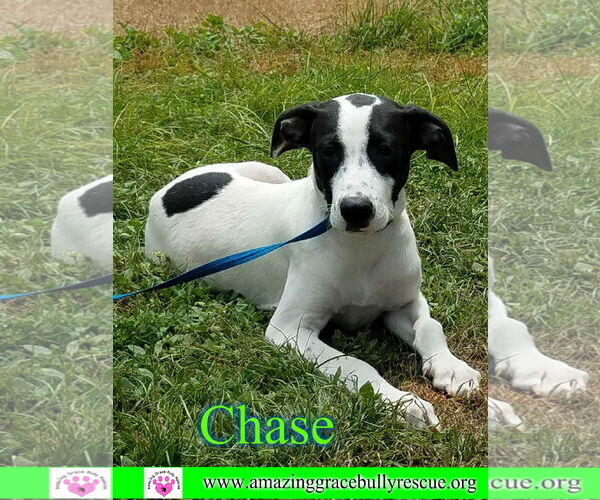 Medium Photo #4 Greyhound-Jack Russell Terrier Mix Puppy For Sale in Milton, FL, USA