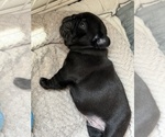 Small #11 French Bulldog