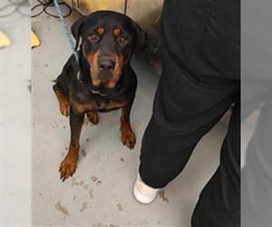 Rottweiler-Unknown Mix Dogs for adoption in Waco, TX, USA