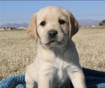 Small Photo #2 Labradoodle-Labrador Retriever Mix Puppy For Sale in BUCKEYE, AZ, USA