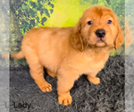 Small Photo #4 Golden Retriever Puppy For Sale in AZLE, TX, USA