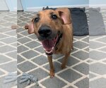 Small Photo #6 American Pit Bull Terrier-Doberman Pinscher Mix Puppy For Sale in Spotsylvania, VA, USA