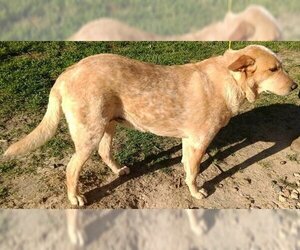Brody - Male Mutt Dog for Adoption - Photo #4