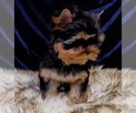 Small #3 Yorkshire Terrier