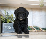 Puppy Avery Miniature Labradoodle