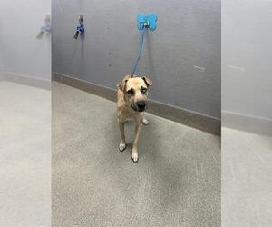 Mutt Dogs for adoption in Las Vegas, NV, USA