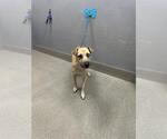 *MOONLIGHT - Female Mutt Dog for Adoption - Small photo
