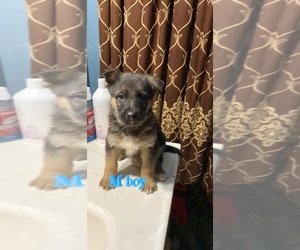 German Shepherd Dog Puppy for sale in DETROIT, MI, USA
