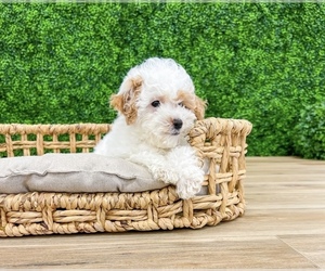 Poodle (Miniature) Puppy for Sale in DICKINSON, Texas USA