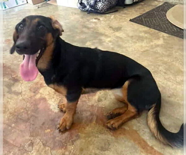 Medium Photo #3 Basset Hound-German Shepherd Dog Mix Puppy For Sale in Deepwater, NJ, USA