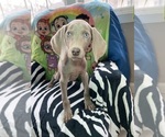 Small Photo #11 Weimaraner Puppy For Sale in ELKTON, KY, USA