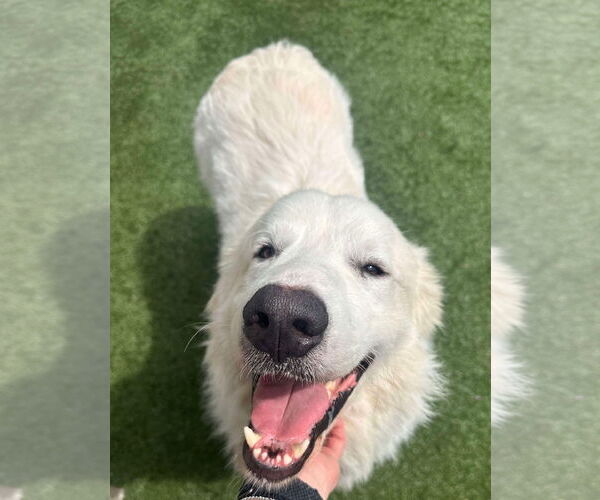 Medium Photo #3 Great Pyrenees Puppy For Sale in Houston, TX, USA