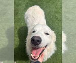 Small #2 Great Pyrenees
