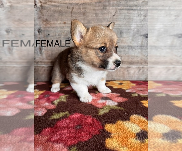 Medium Photo #7 Pembroke Welsh Corgi Puppy For Sale in VERMONTVILLE, MI, USA