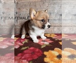 Small #6 Pembroke Welsh Corgi