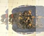Small Photo #6 Rottweiler Puppy For Sale in EAST CANTON, OH, USA