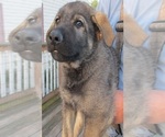 Small Photo #20 German Shepherd Dog Puppy For Sale in WYTHEVILLE, VA, USA