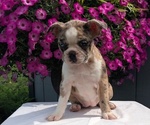 Puppy Nadia Faux Frenchbo Bulldog