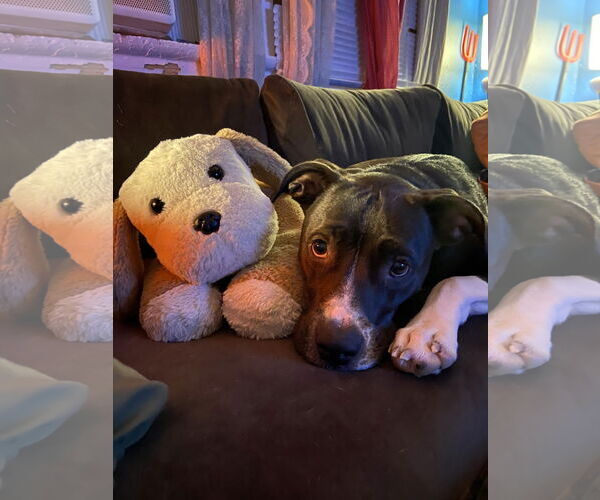 Medium Photo #2 Labrador Retriever-Unknown Mix Puppy For Sale in New Orleans, LA, USA