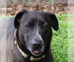Small #1 Labrador Retriever Mix