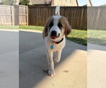 Small #7 Great Pyrenees Mix