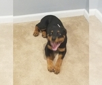 Small Photo #3 Rottweiler Puppy For Sale in COTTLEVILLE, MO, USA