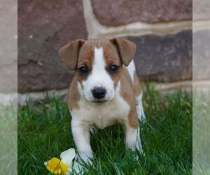 Jack Russell Terrier Puppy for Sale in EAST EARL, Pennsylvania USA