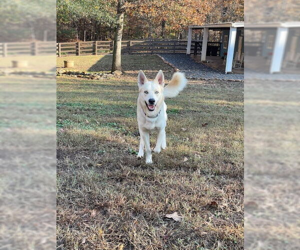 Medium Photo #3 Labsky Puppy For Sale in Cumming, GA, USA