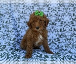 Small #4 Cavapoo (Miniature)