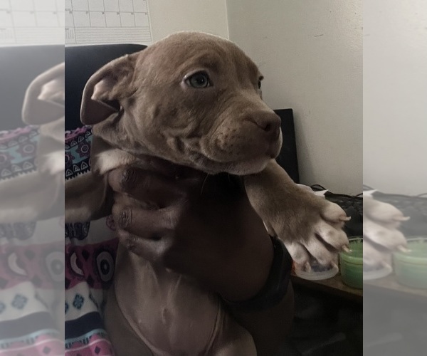 Medium Photo #3 American Bully Puppy For Sale in BUFFALO, NY, USA
