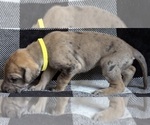 Small #4 Great Dane