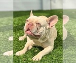 Small Photo #1 French Bulldog Puppy For Sale in CORAL SPRINGS, FL, USA