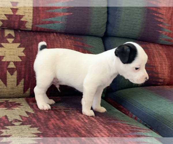 Medium Photo #2 Jack Russell Terrier Puppy For Sale in REBERSBURG, PA, USA