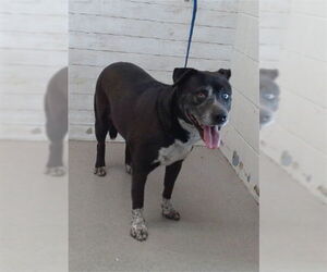 American Pit Bull Terrier-Unknown Mix Dogs for adoption in San Bernardino, CA, USA