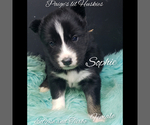 Small Photo #25 Siberian Husky Puppy For Sale in BLOOMFIELD, IN, USA