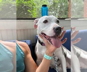 American Pit Bull Terrier Dogs for adoption in Monterey, VA, USA