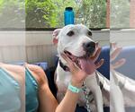 Small American Pit Bull Terrier