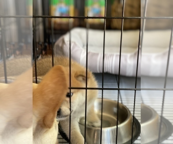 Medium Photo #18 Shiba Inu Puppy For Sale in FREMONT, CA, USA